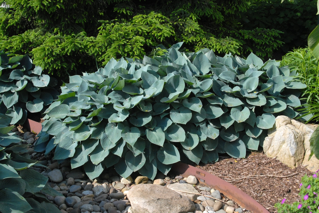 Hosta 'Halcyon'