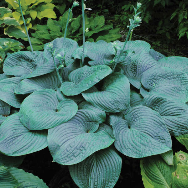 Hosta 'Humpback Whale'