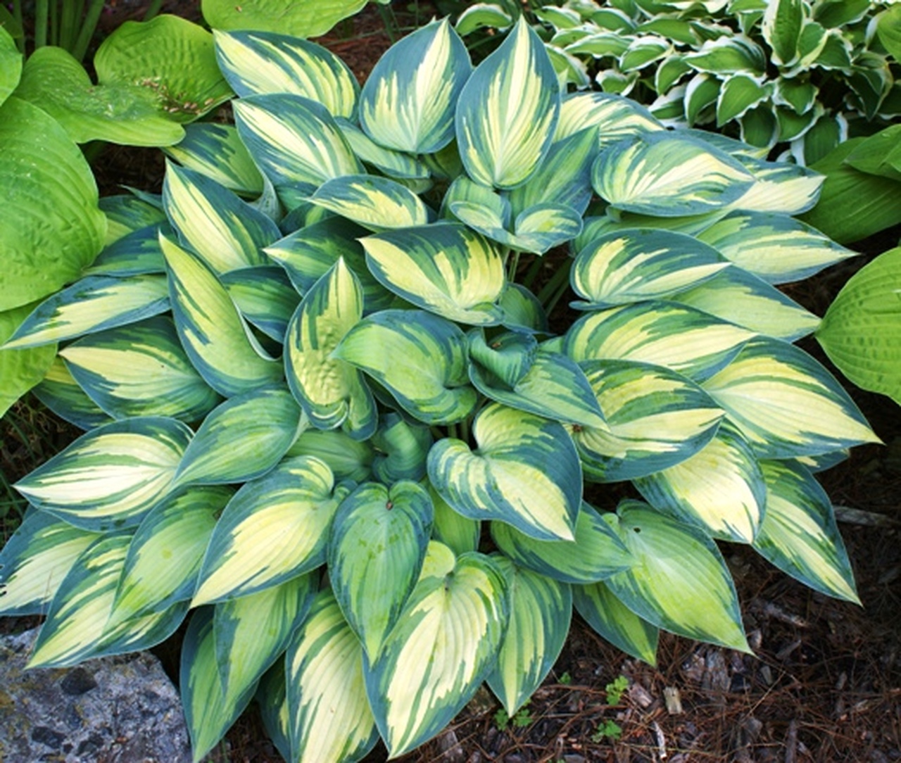 Hosta 'June'