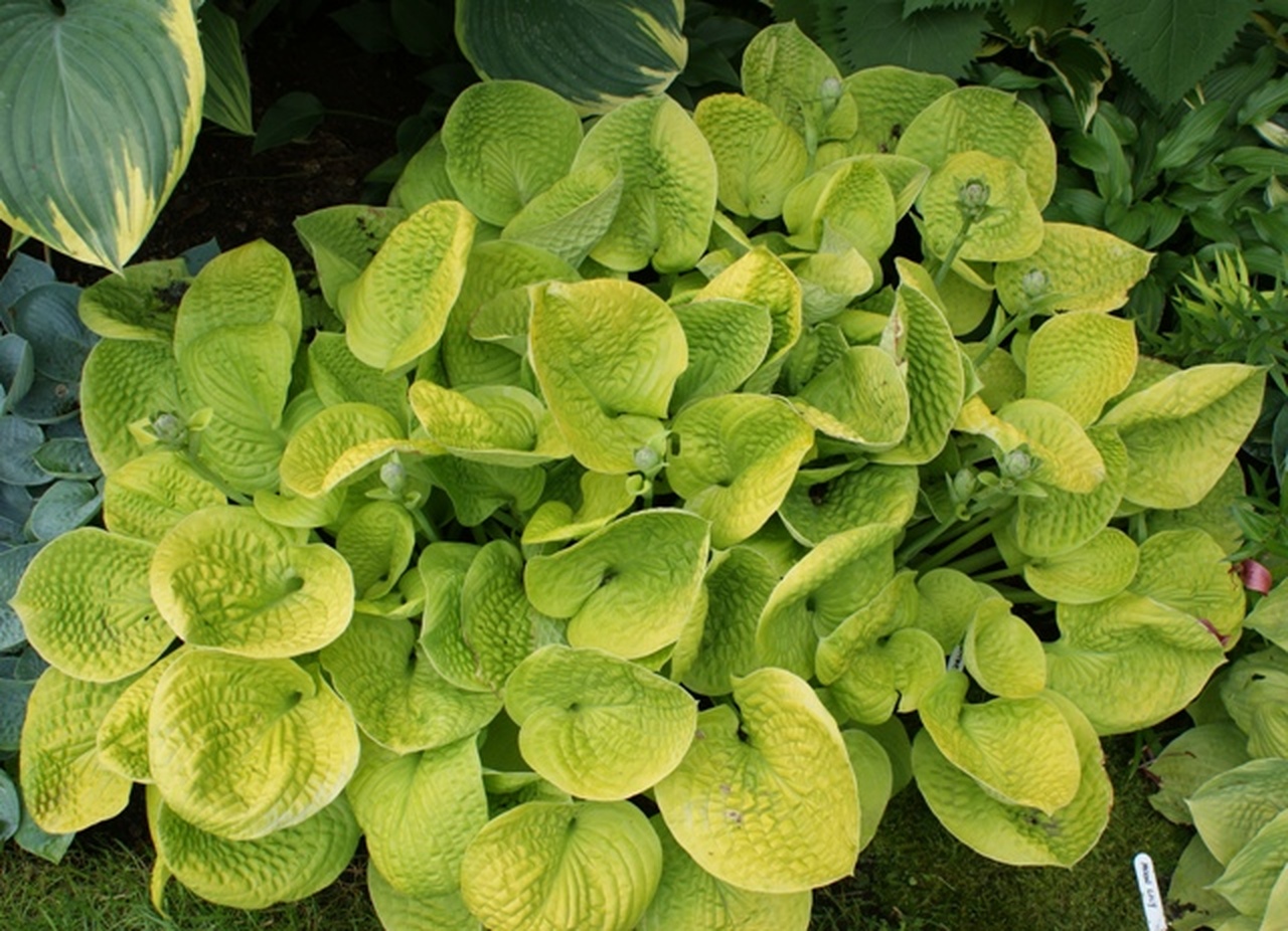 Hosta 'Maui Buttercups'