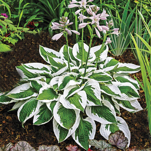 Hosta 'Patriot'