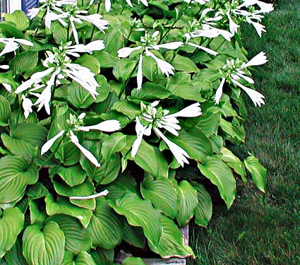 Hosta plantaginea