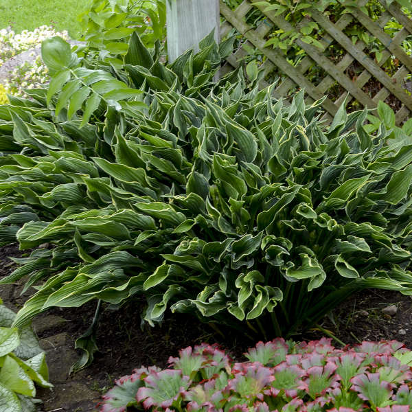 Hosta 'Praying Hands'