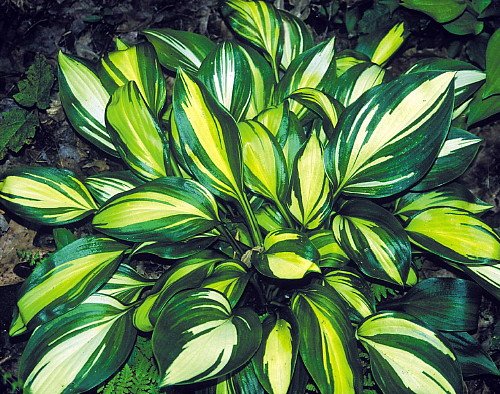 Hosta 'Rainbow's End'