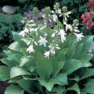 Hosta 'Royal Standard'