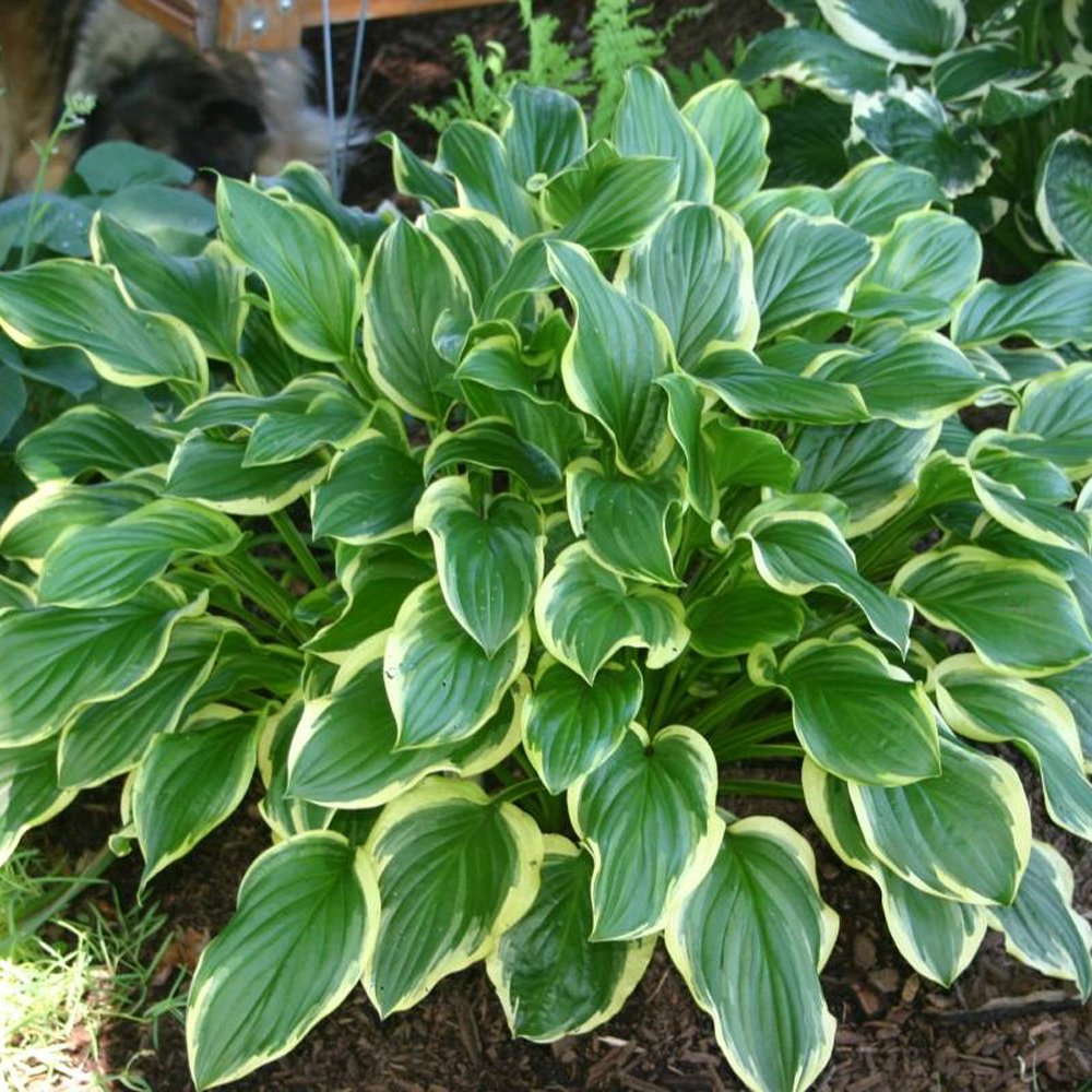 Hosta 'So Sweet'