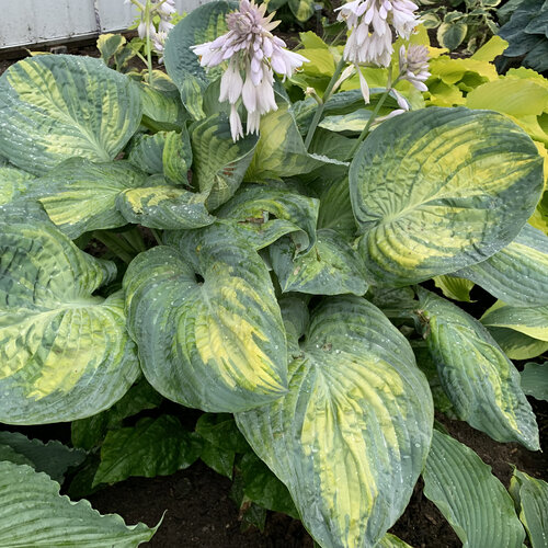Hosta Sound of Music