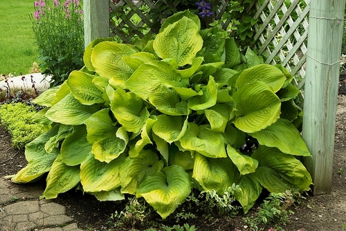 Hosta 'Sum and Substance'