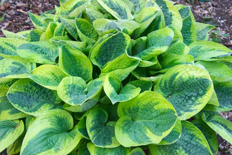 Hosta 'Wide Brim'