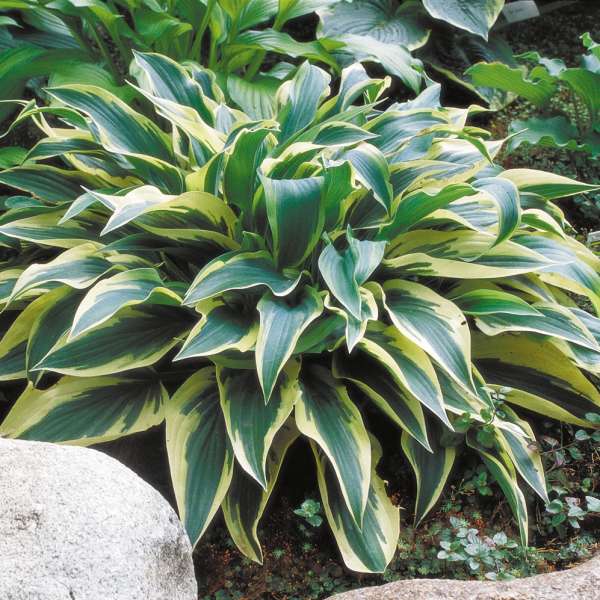 Hosta 'Wolverine'