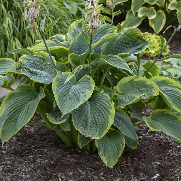 Hosta 'Wu-La-La'