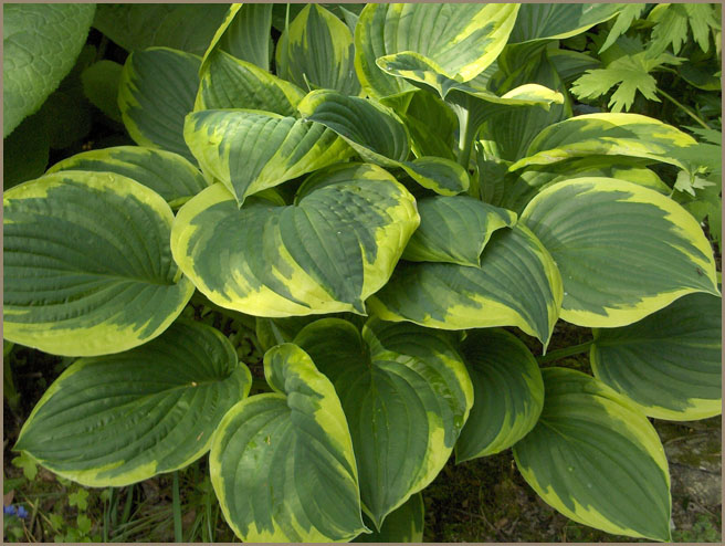 Hosta fortunei 'Aureomarginata'