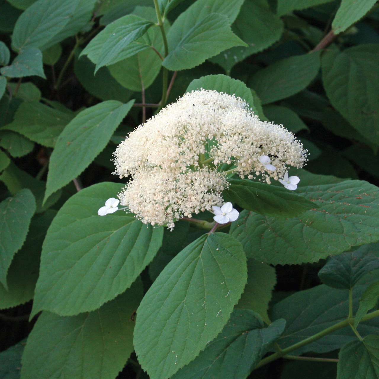 Hydrangea Aborescens