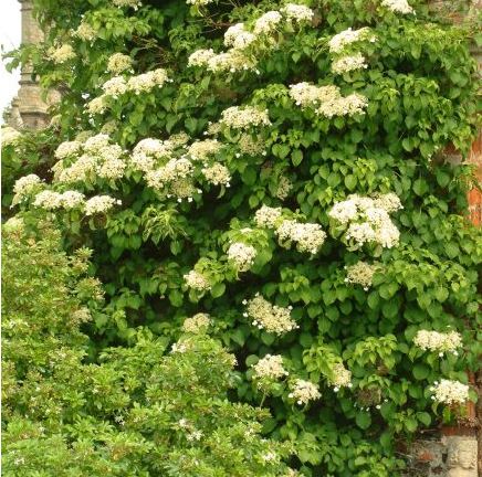 Hydrangea anomala petiolaris