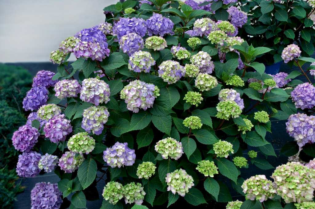 Hydrangea m. 'Bloomstruck'