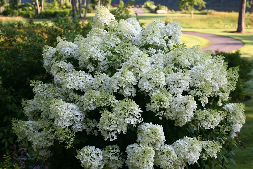 Hydrangea p. 'Bobo'