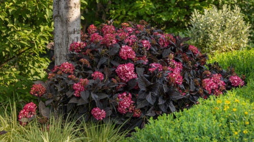 Hydrangea Eclipse