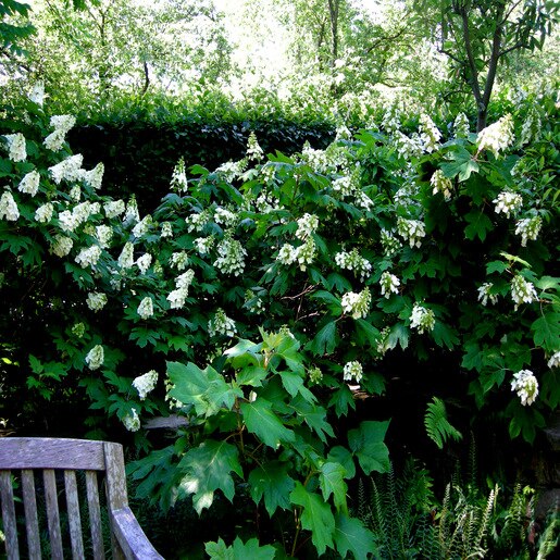 Hydrangea q. 'Ellen Huff'