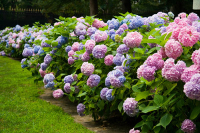 Hydrangea m. 'Endless Summer' (Original)