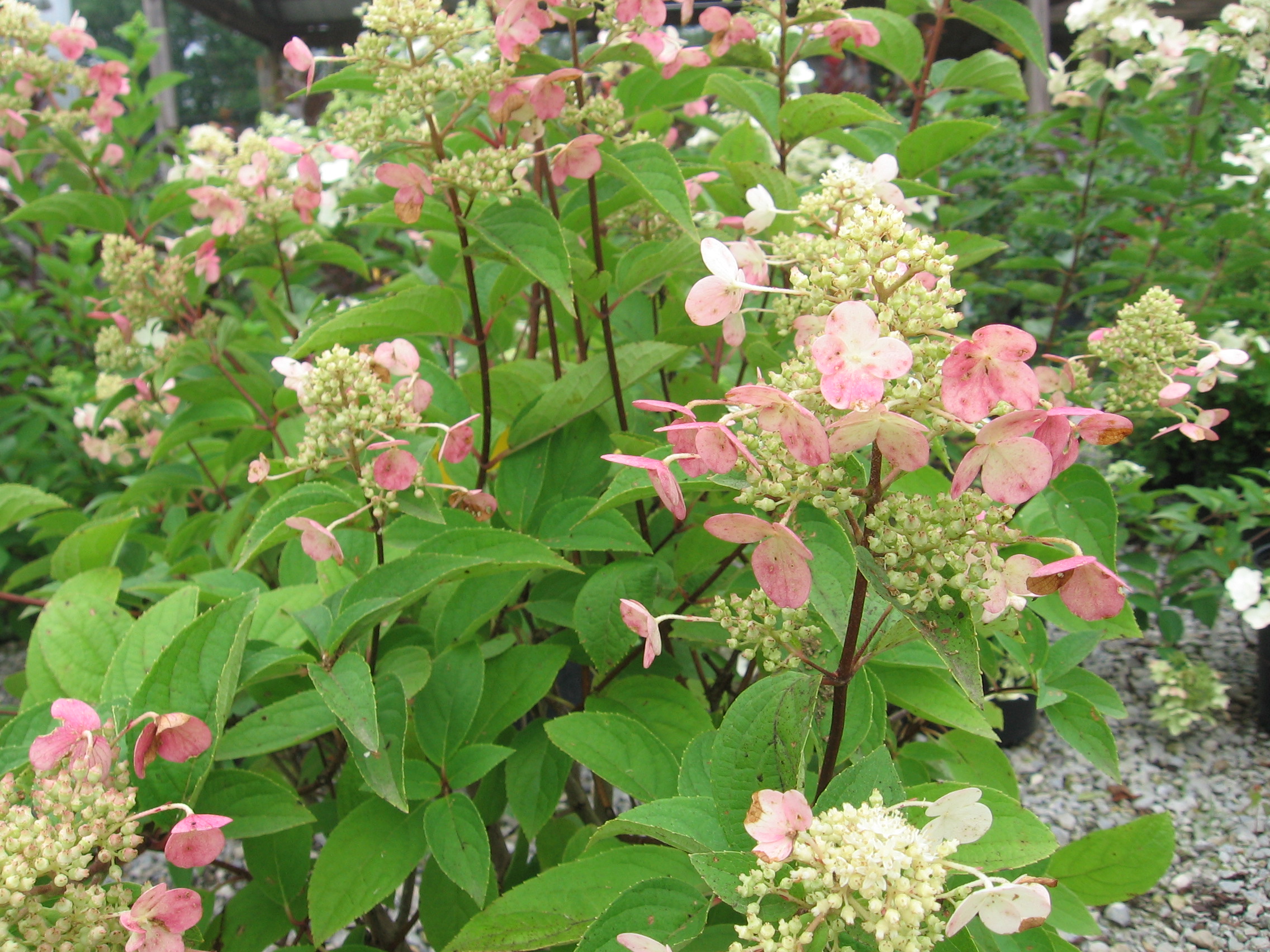 Hydrangea p. 'Fire and Ice'