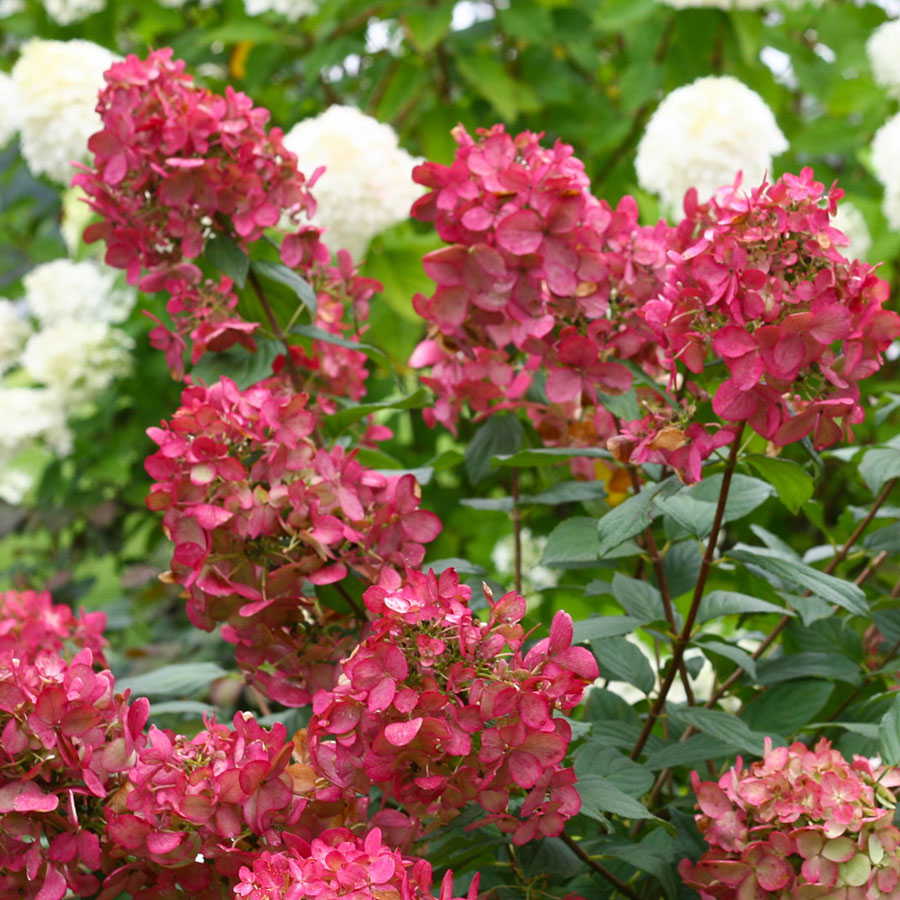 Hydrangea p. 'Fire Light'