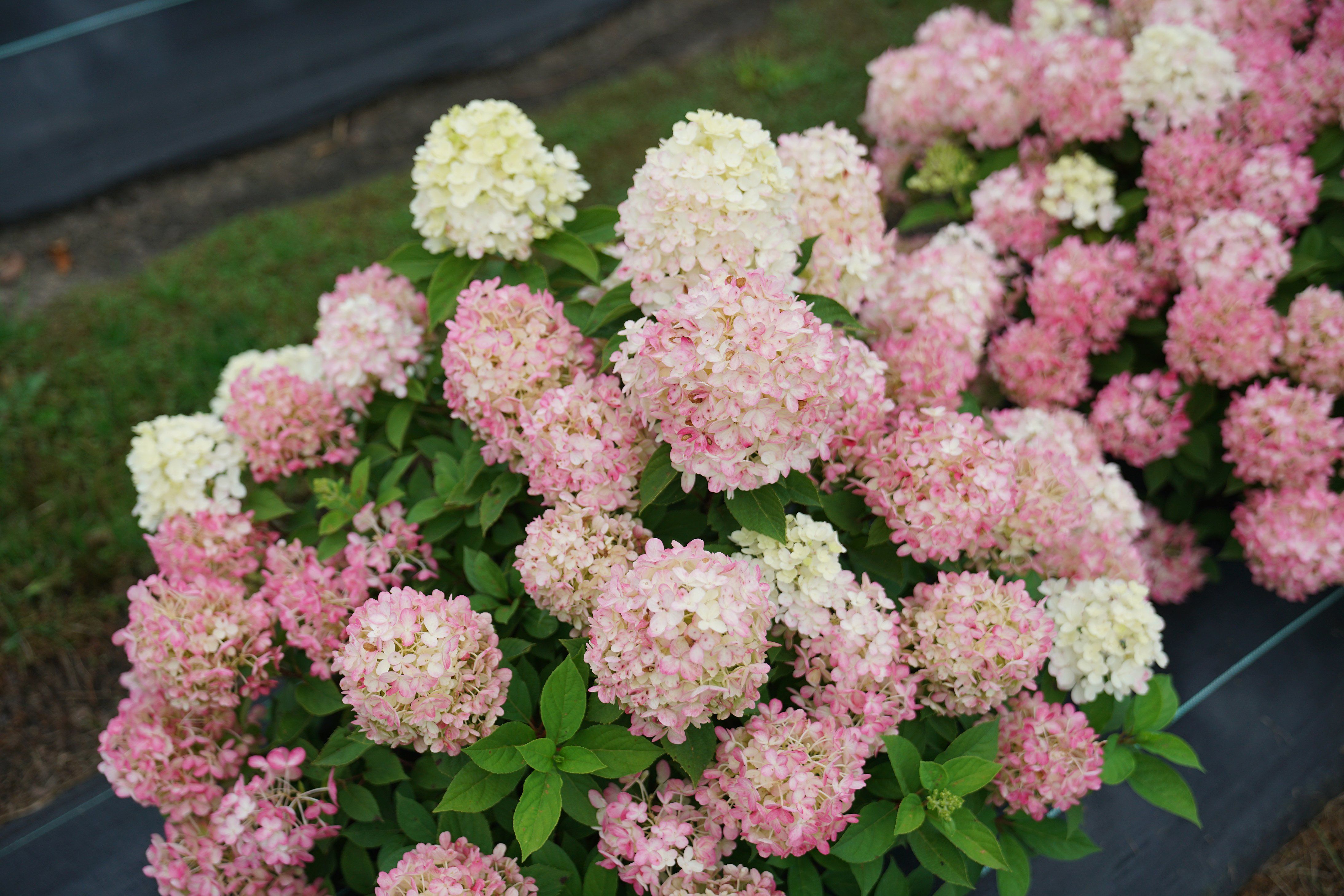 Hydrangea p. 'Fire Light Tidbit'