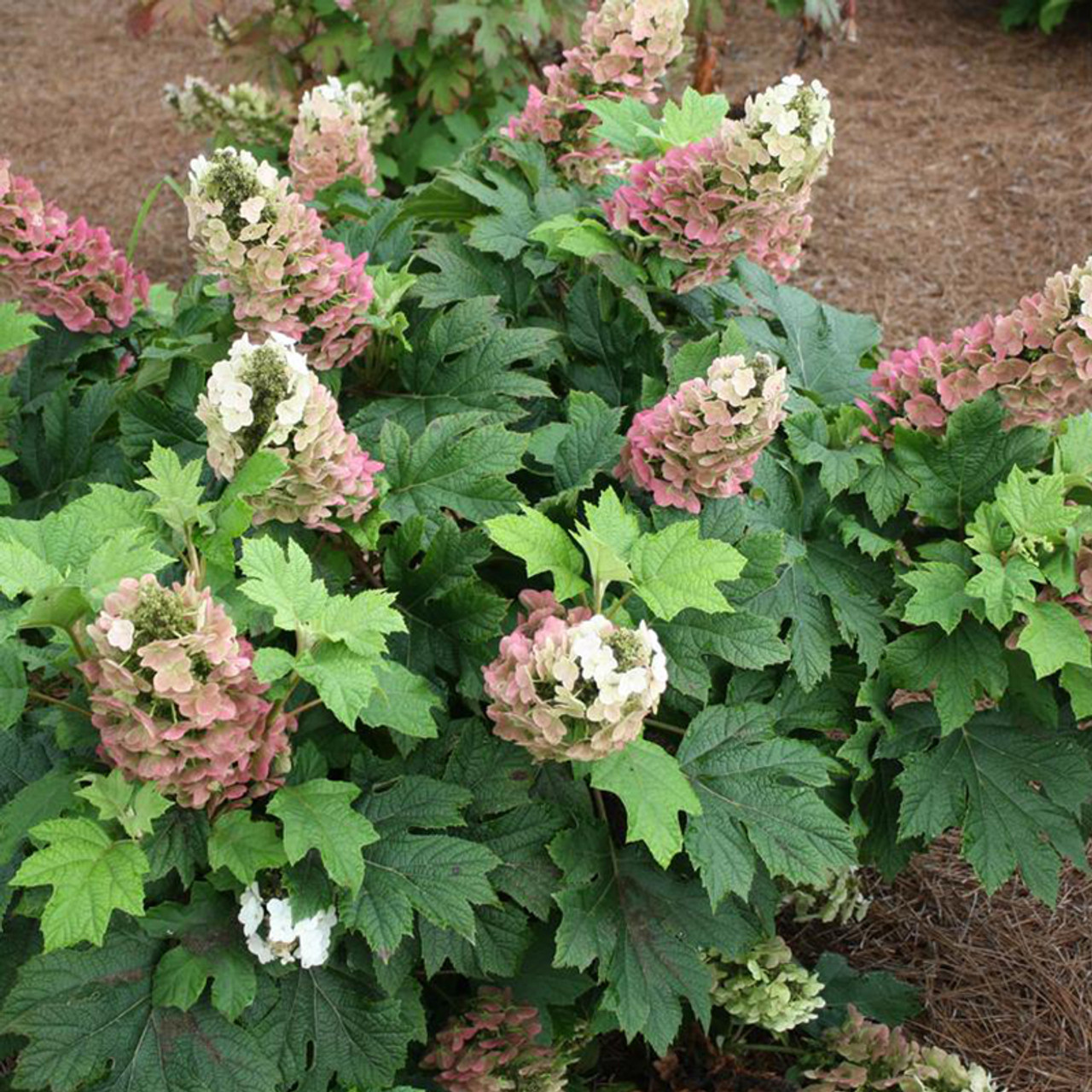 Hydrangea Jetstream