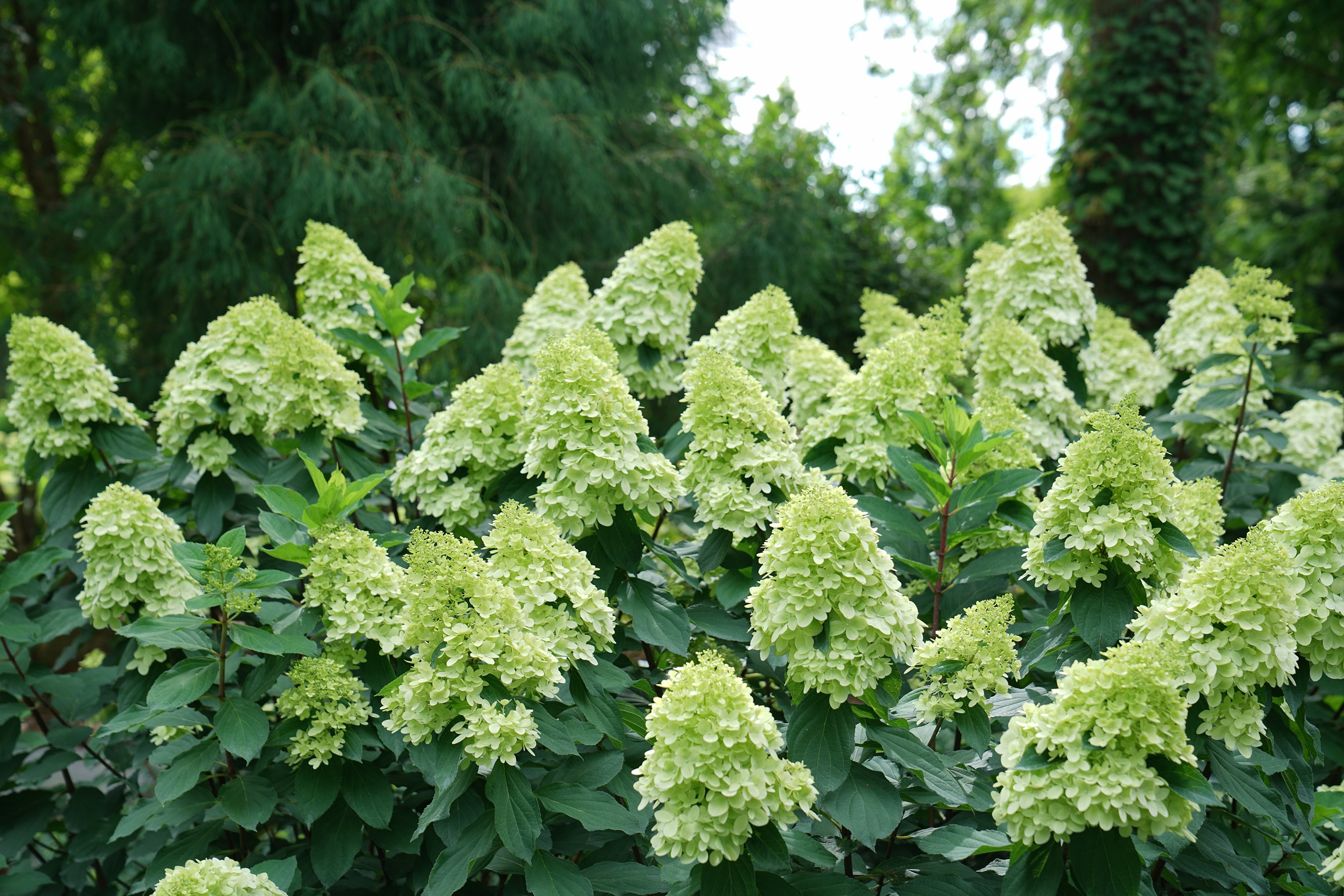 Hydrangea p. 'Limelight'