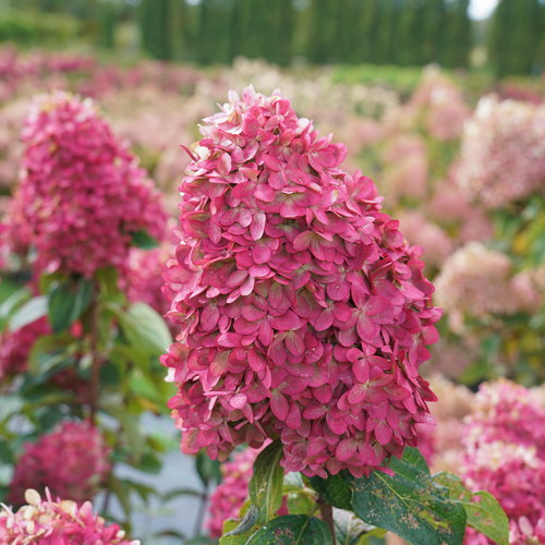 Hydrangea p. 'Limelight Prime'