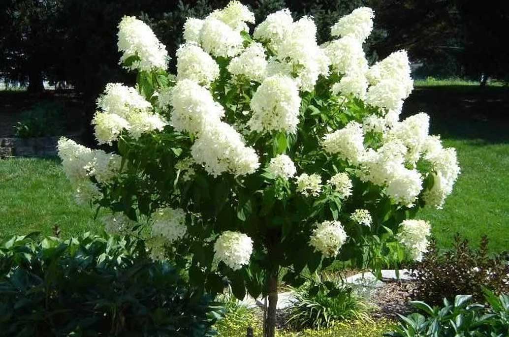 Hydrangea 'Limelight' STD