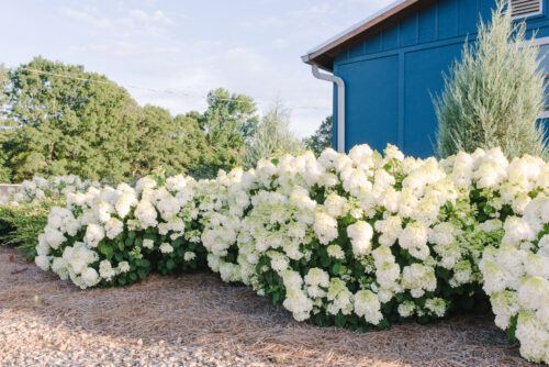 Hydrangea p. 'Little Hottie'