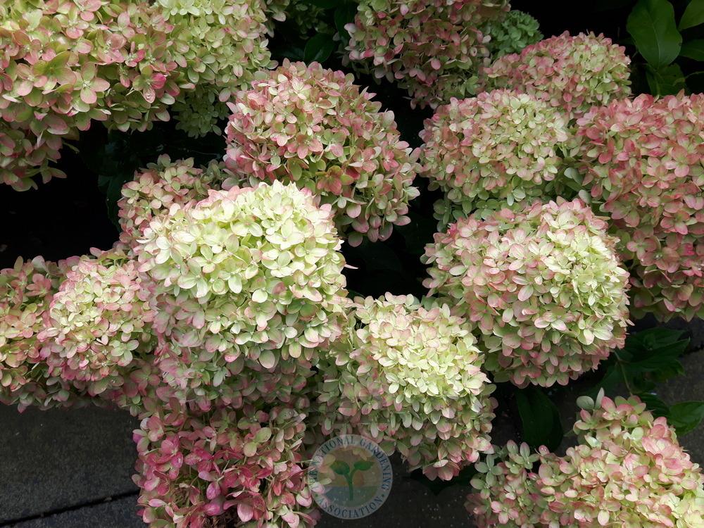 Hydrangea p. 'Little Lime'