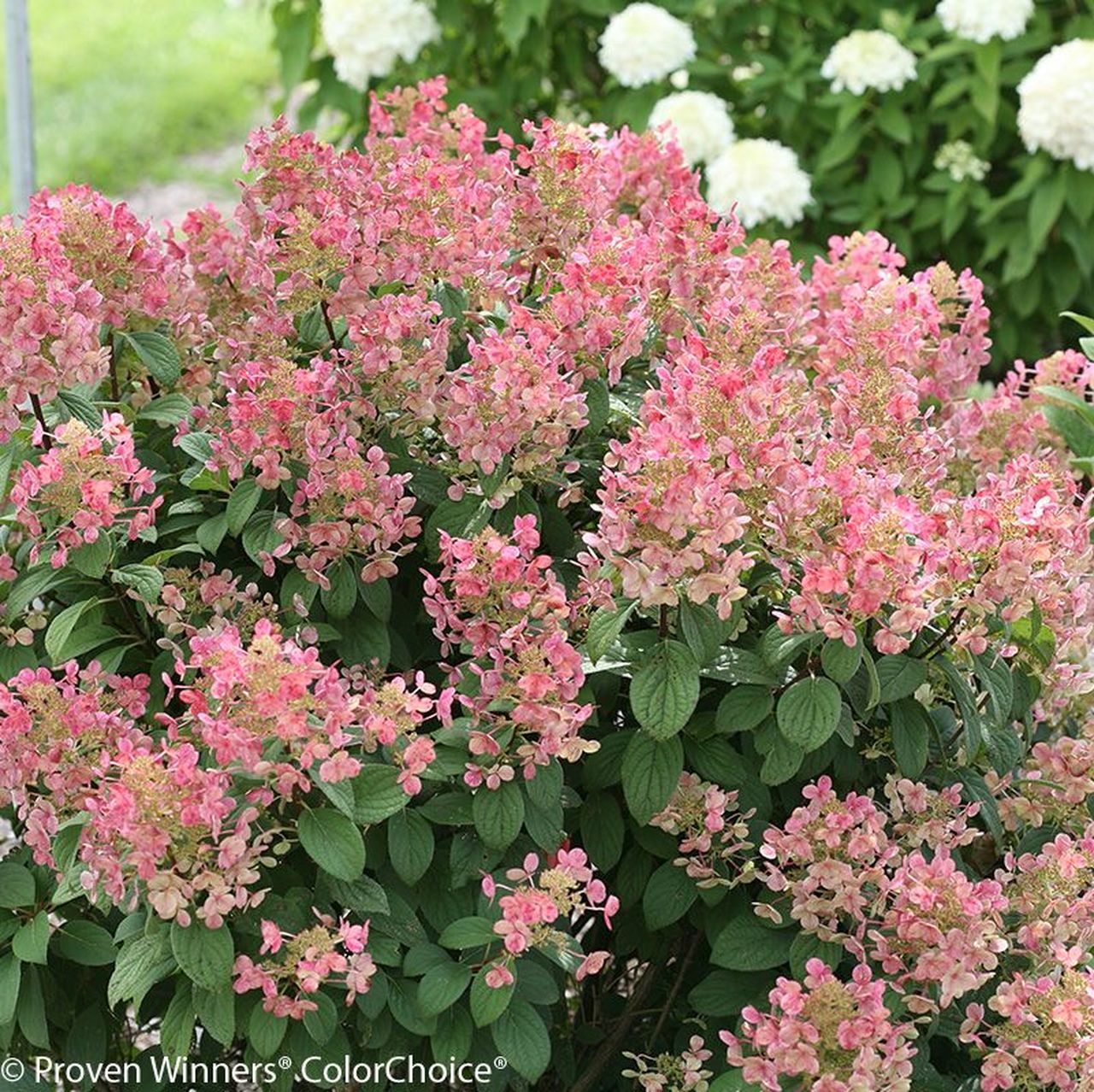 Hydrangea p. 'Little Quick Fire'