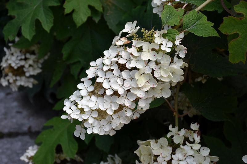 Hydrangea q. 'Pee Wee'