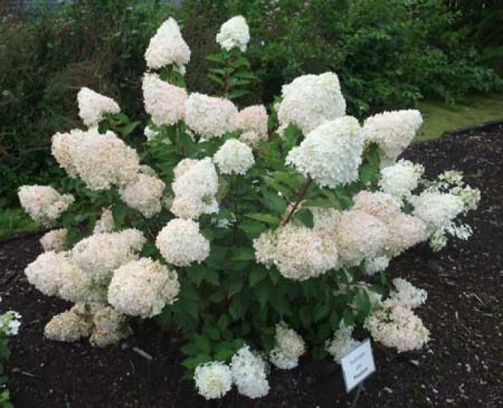 Hydrangea p. 'Phantom'