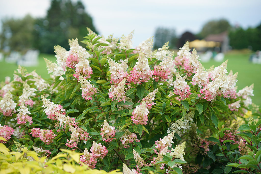 Hydrangea p. 'Pinky Winky'