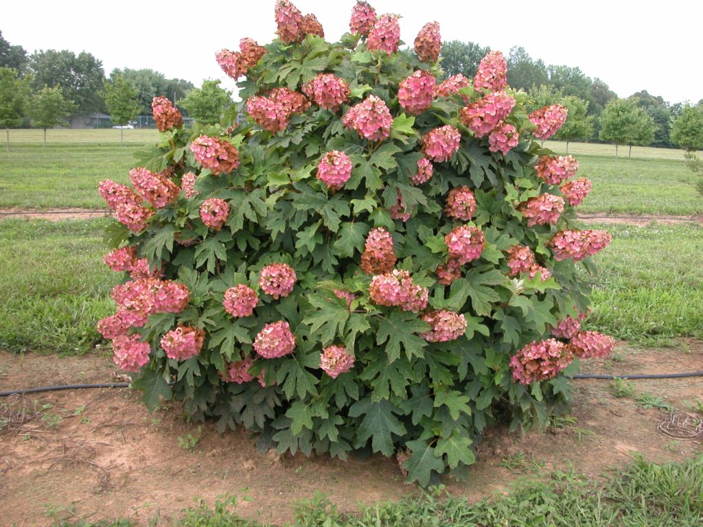 Hydrangea q. 'Queen of Hearts'