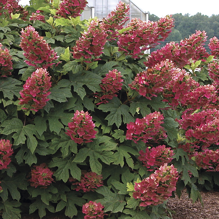 Hydrangea q. 'Ruby Slippers'