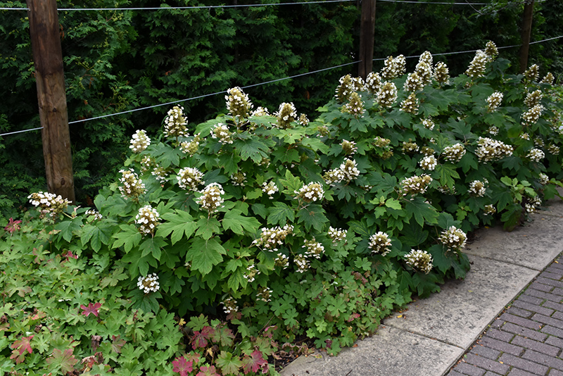 Hydrangea q. 'Sikes Dwarf'