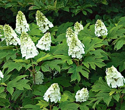 Hydrangea q. 'Snow Queen'