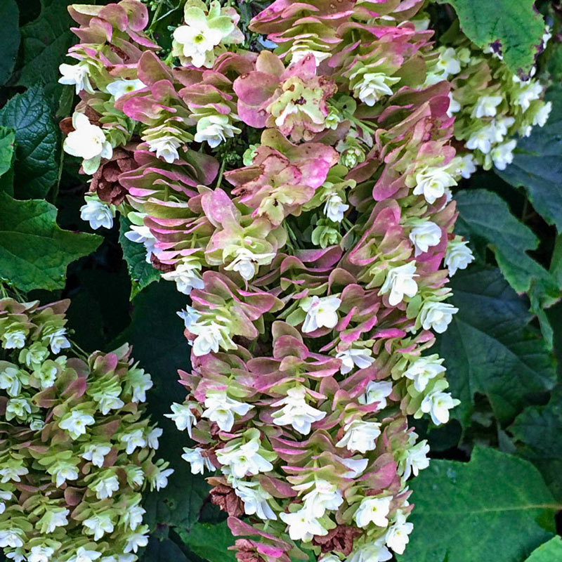 Hydrangea q. 'Snowcicle'