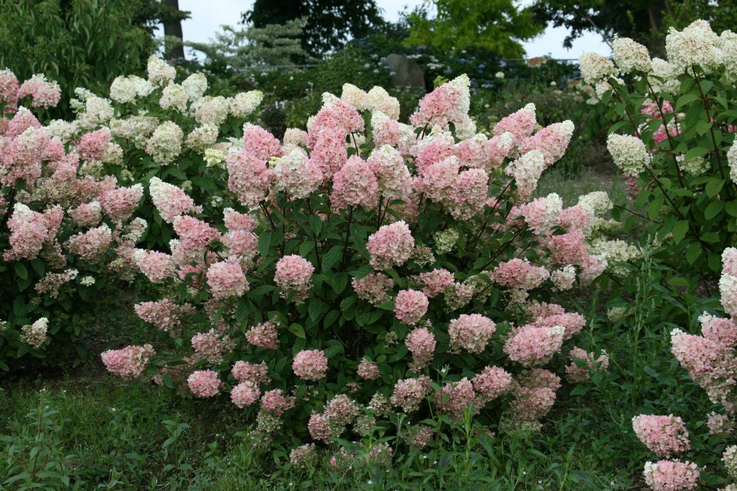 Hydrangea p. 'Strawberry Sundae'