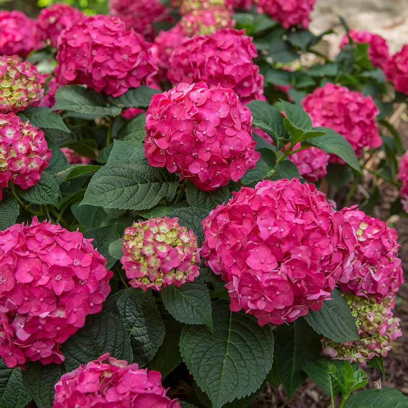 Hydrangea m. 'Summer Crush'