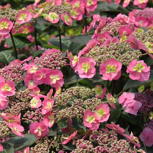 Hydrangea s. Tuff Stuff