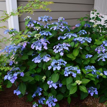 Hydrangea Endless Summer 'Twist and Shout'