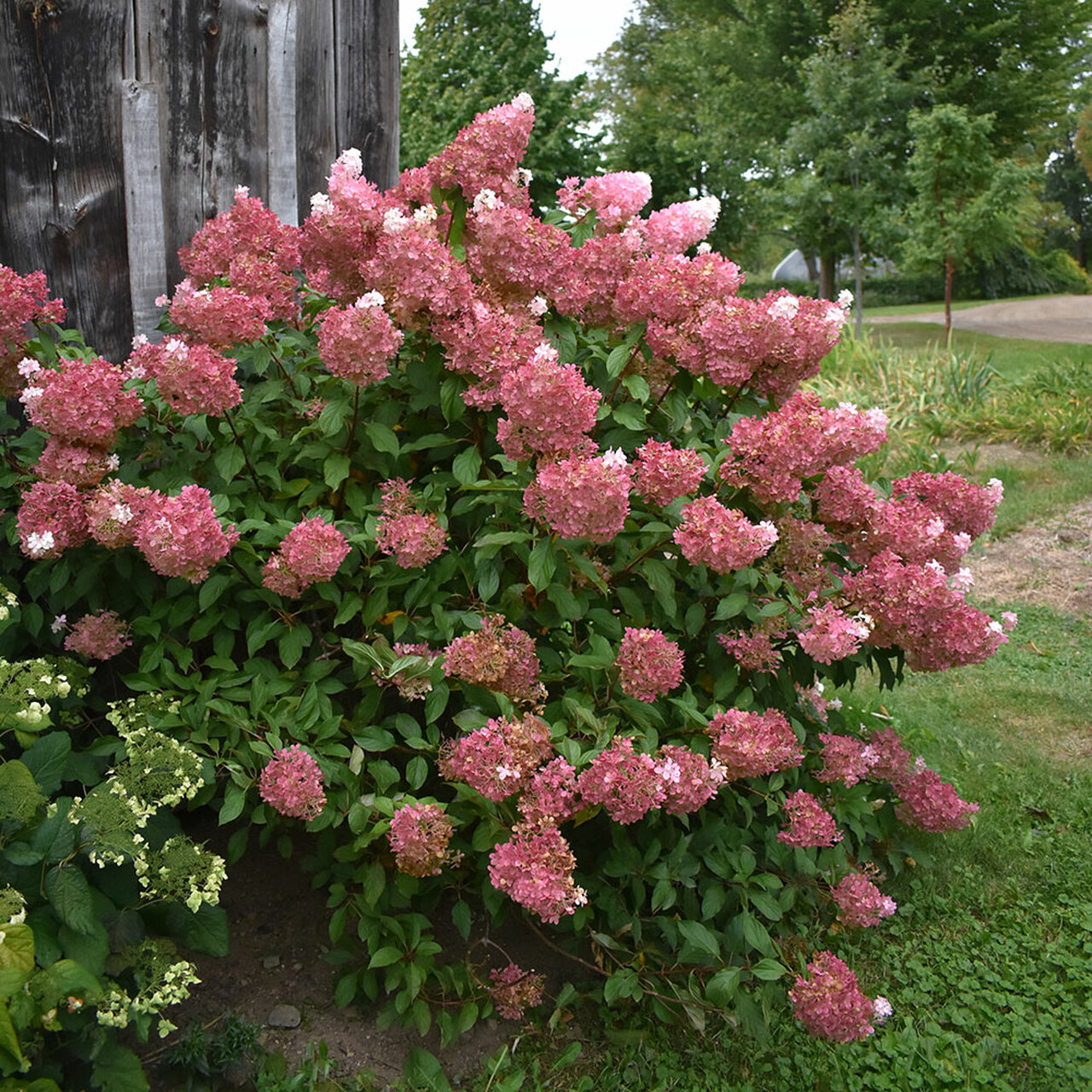 Hydrangea p. 'Vanilla Strawberry'