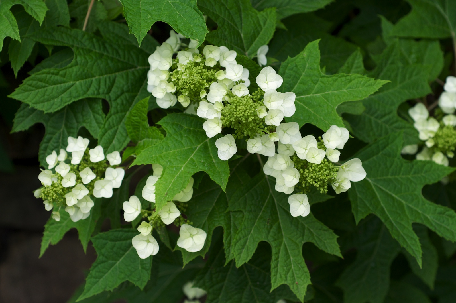 Hydrangea s. quercifolia