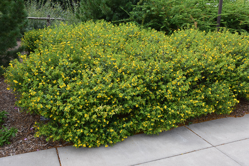 Hypericum kalm. 'Ames Kalm'