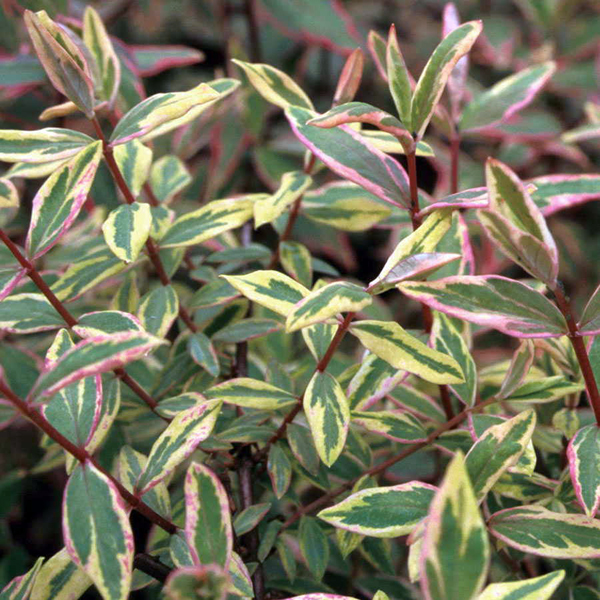 Hypericum calycinum 'Fiesta'