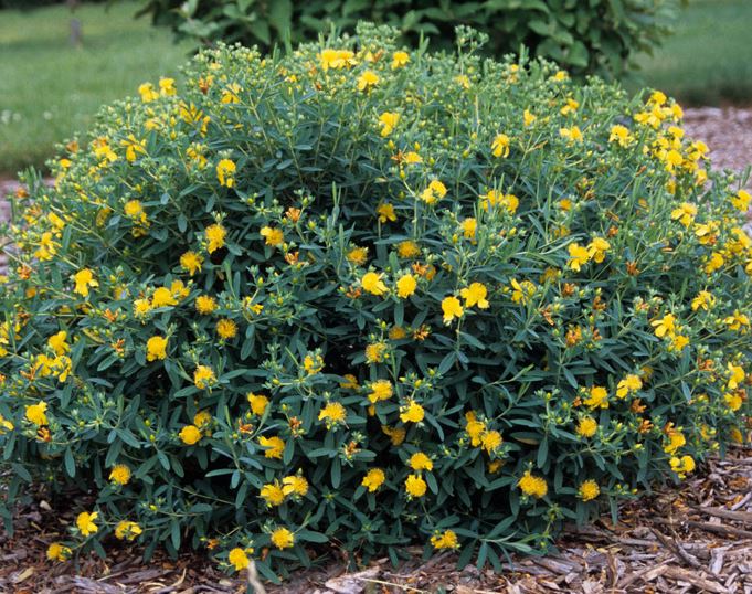 Hypericum 'Sunburst'